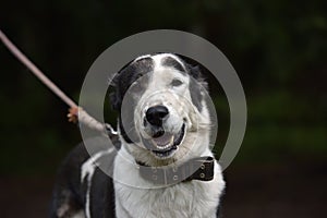 Asian Shepherd Dog about booth