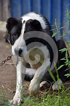 Asian Shepherd Dog about booth