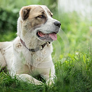 Asian Shepherd dog portrait on the green grass background