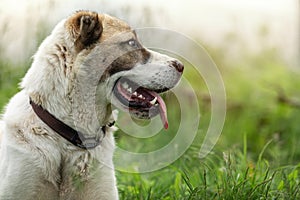 Asian Shepherd dog portrait on the green grass background