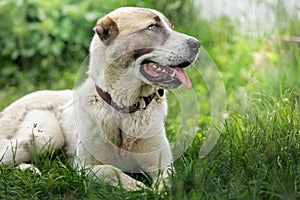 Asian Shepherd dog portrait on the green grass background