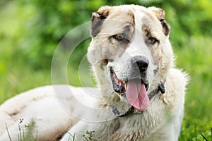 Asian Shepherd dog portrait on the green grass background