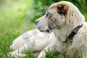 Asian Shepherd dog portrait on the green grass background