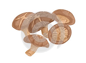 Asian Shiitake mushroom or fungi. Raw forest edible fungus composition. Natural organic vegetarian food. Colored hand