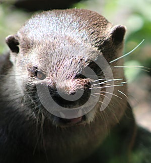 Asian Short Clawed Otter