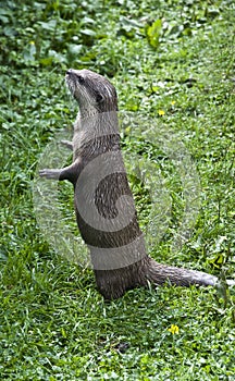 Asian Short Clawed Otter