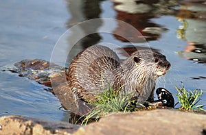 Asian short-clawed Otter aonyx cinerea Martin Mere