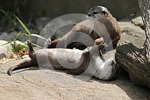 Asian Short Clawed Otter playing