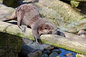 Asian Short Clawed Otter Stretching