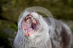 Asian Short Clawed Otter Yawning