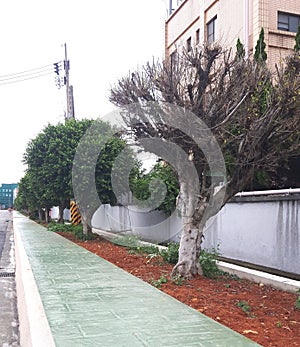 Asian sidewalk tree, the origin and end of beautiful life