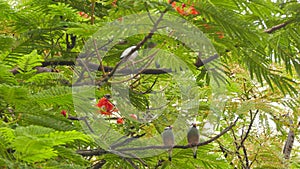 Asian small bird on Island branches