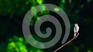 Asian small birds,bird on wire