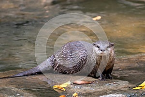 Asian small clawed otter