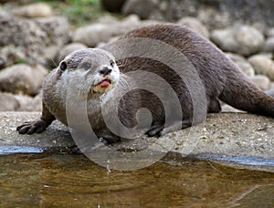 Asian Small Clawed Otter