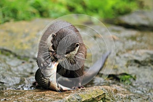 Asian small-clawed otter photo