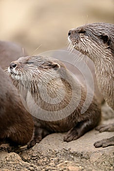 Asian small-clawed otter