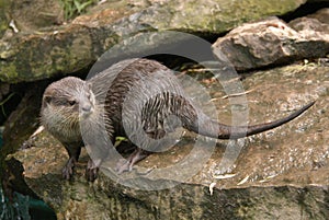 Asian small-clawed otter photo