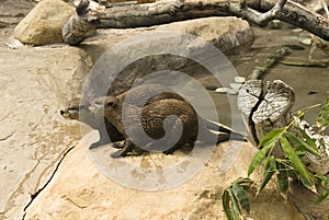 Asian small-clawed Otter.