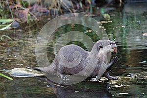 Asian Small-clawed Otter