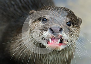 Asian small-clawed otter, also known as the oriental small-clawed otter