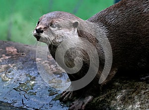 The Asian small-clawed otter, also known as the oriental small-clawed otter.