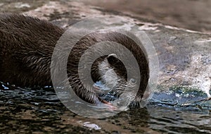 The Asian small-clawed otter, also known as the oriental small-clawed otter.