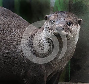 The Asian small-clawed otter, also known as the oriental small-clawed otter.