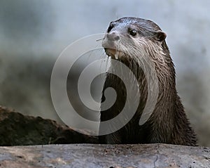 The Asian small-clawed otter, also known as the oriental small-clawed otter.