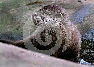 The Asian small-clawed otter, also known as the oriental small-clawed otter.