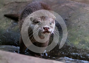 The Asian small-clawed otter, also known as the oriental small-clawed otter.