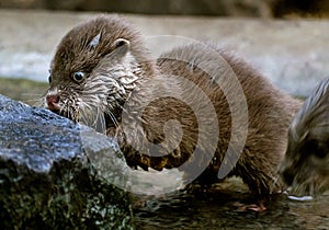 The Asian small-clawed otter, also known as the oriental small-clawed otter.