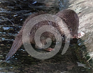 The Asian small-clawed otter, also known as the oriental small-clawed otter.