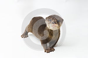 Asian small-clawed otter, also known as the oriental small-clawed otter or simply small-clawed otter iwhite background
