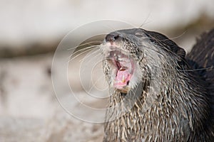 Asian small-clawed otter, Amblonyx cinerea