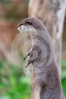 Asian small clawed otter (amblonyx cinerea