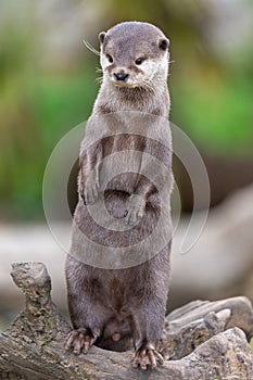 Asian small clawed otter (amblonyx cinerea