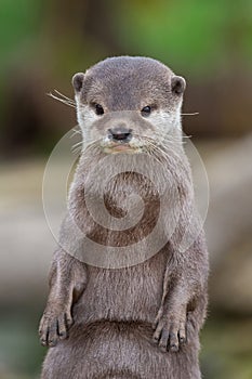 Asian small clawed otter (amblonyx cinerea