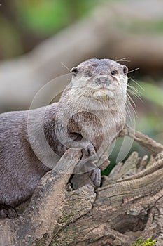 Asian small clawed otter (amblonyx cinerea