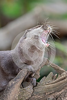 Asian small clawed otter (amblonyx cinerea