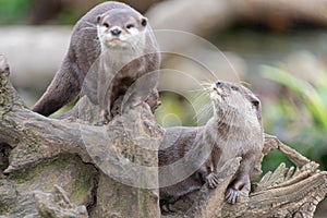 Asian small clawed otter (amblonyx cinerea