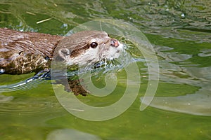 Asian small clawed otter (amblonyx cinereus) swimming