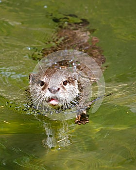 Asian small clawed otter (amblonyx cinereus) swimming