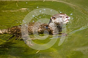 Asian small clawed otter (amblonyx cinereus) swimming photo