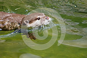 Asian small clawed otter (amblonyx cinereus) swimming photo