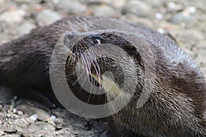 Asian small-clawed otter (Aonyx cinereus) resting on a rock