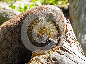 Asian Small-clawed Otter Appearing to Pray