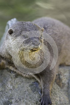 Asian small clawed otter close up