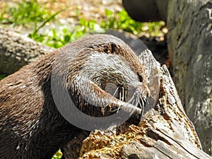 Asian Small-clawed Otter Digging
