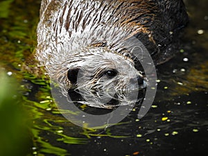 Asian Small-clawed Otter Half Submerged